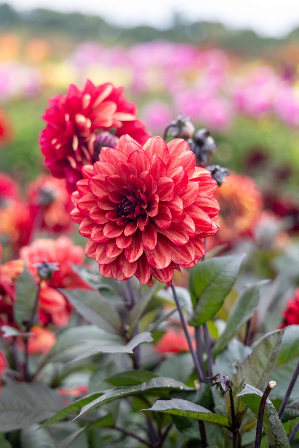 Dahlia 'Orient Express'